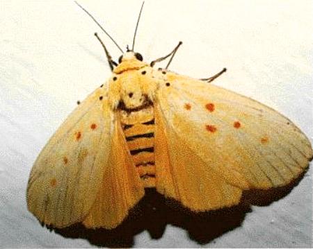 Agape chloropyga