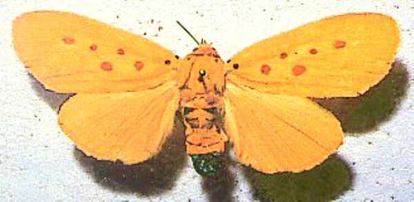 Agape chloropyga