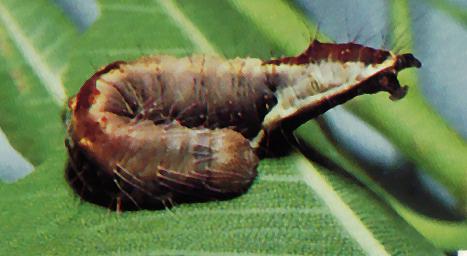 Agape chloropyga larva