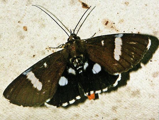 Argyrolepidia aequalis