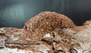Agarista agricola