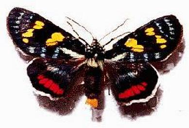 Agarista agricola