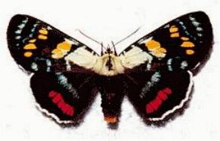 Agarista agricola