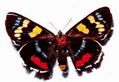 Agarista agricola