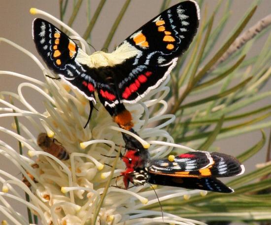 Agarista agricola