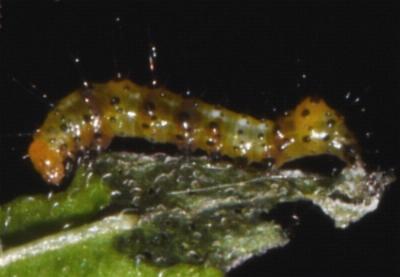 Agarista agricola