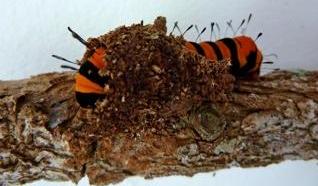 Agarista agricola