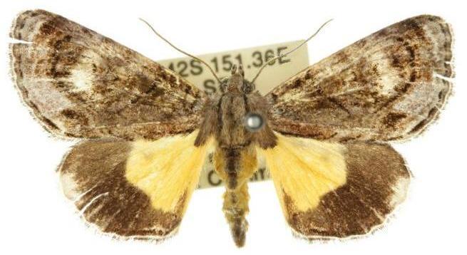 Zalissa catocalina