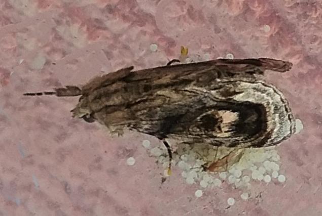 Zalissa catocalina