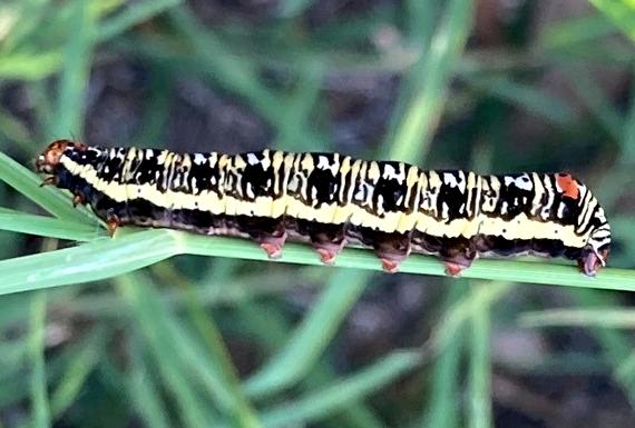 Ipanica cornigera