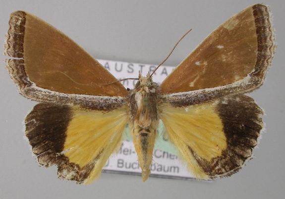 Leucogonia ekeikei