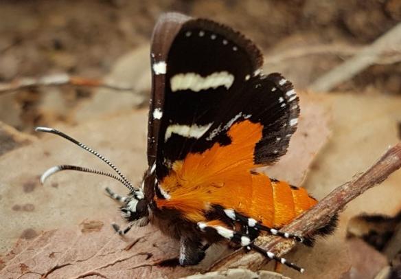 Hecatesia fenestrata