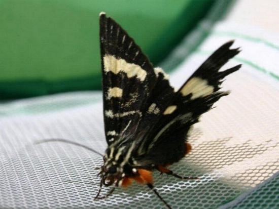 Phalaenoides glycinae