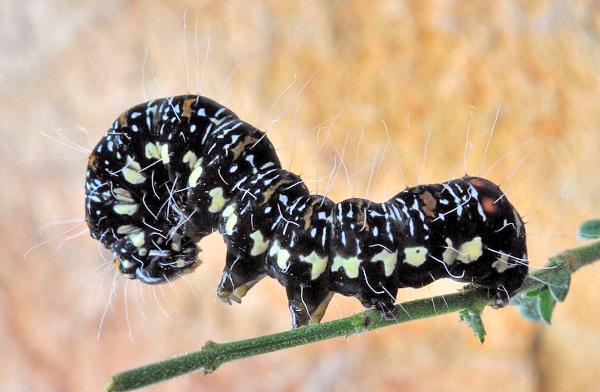 Eutrichopidia latinus