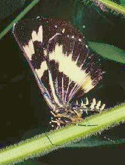 Cruria synopla