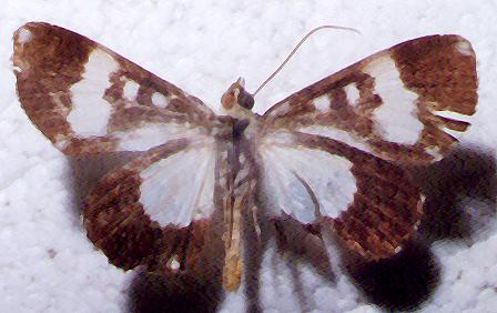Radinocera vagata