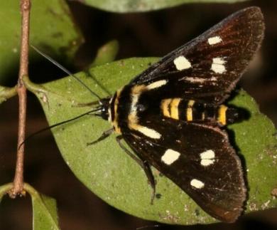 Burgena varia