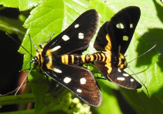 Burgena varia