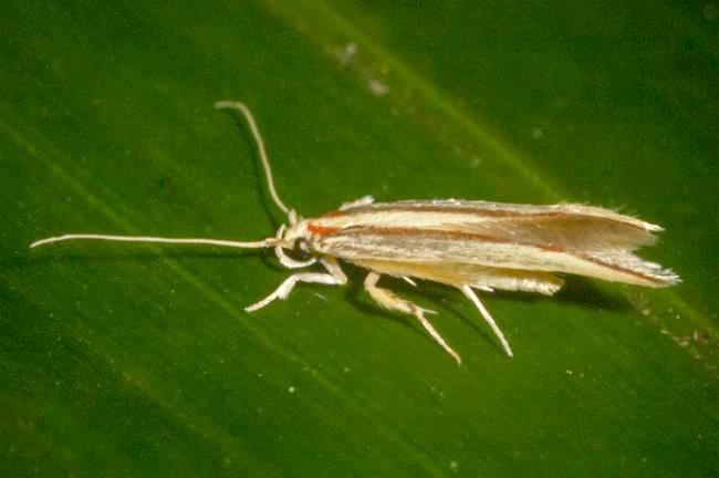 Agonoxena phoenicia