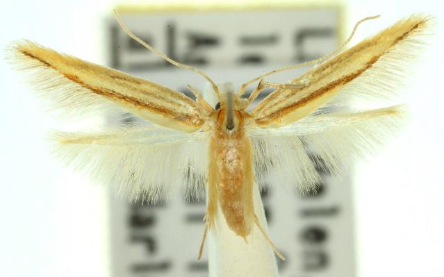Agonoxena phoenicia