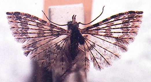 Alucita phricodes
