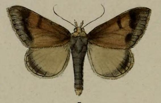 Plecoptera quaesita