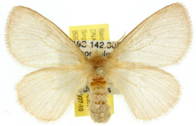 Anthela achromata