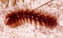 Anthela acuta