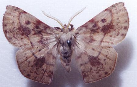 Anthela acuta