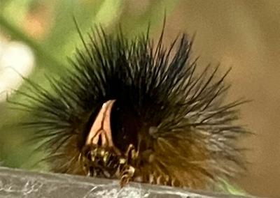 Anthela acuta