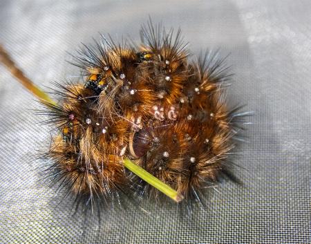 Anthela acuta