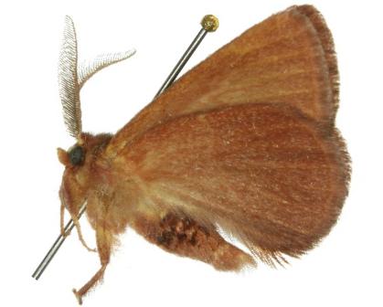 Anthela adriana