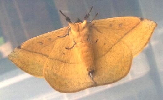 Anthela astata