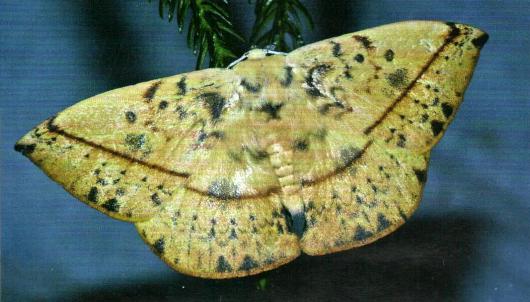Anthela astata
