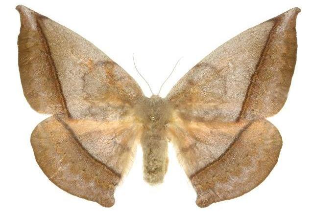 Anthela astata