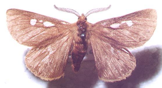 Anthela asterias