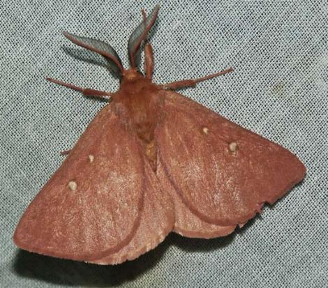 Anthela asterias