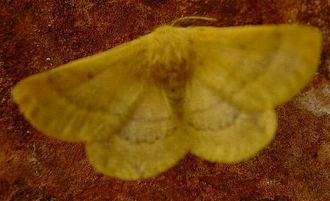 Anthela barnardi