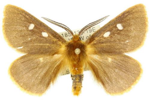 Anthela callispila