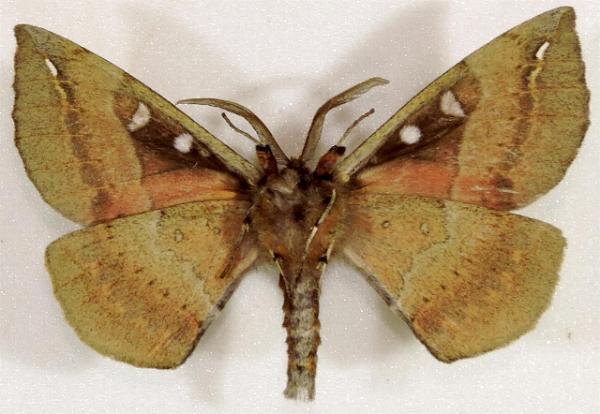 Chelepteryx chalepteryx