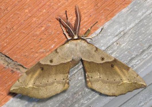 Chelepteryx chalepteryx