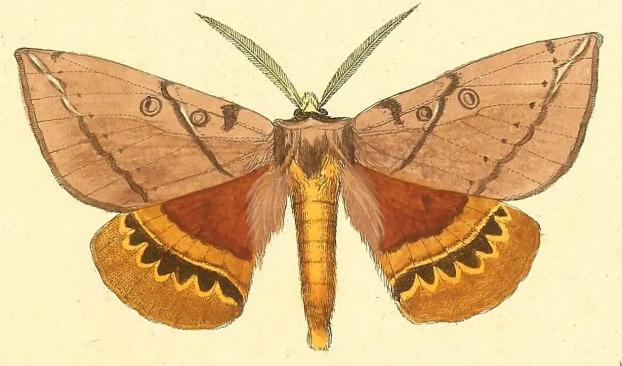 Chelepteryx chalepteryx