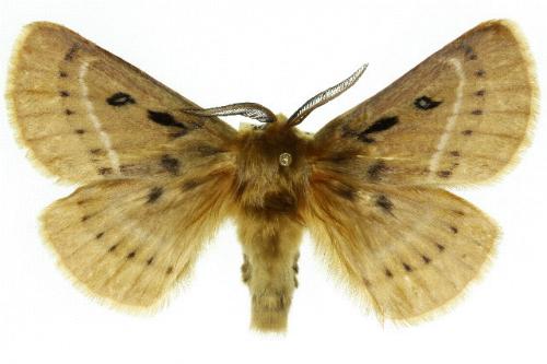 Anthela cnecias
