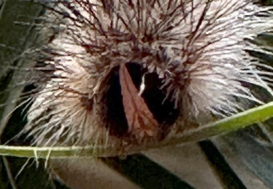 Anthela deficiens