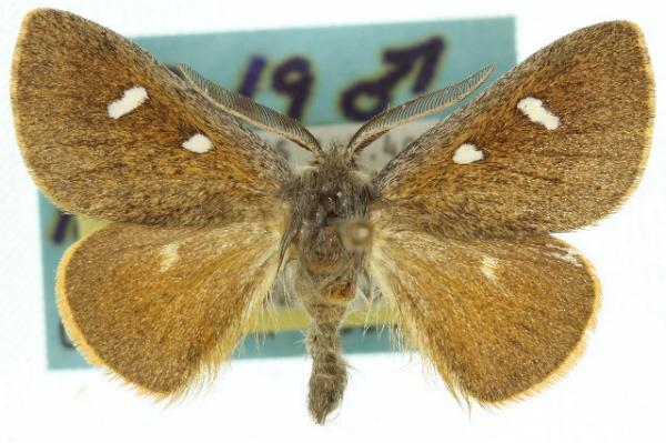 Anthela exoleta