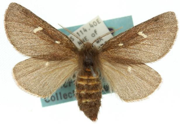 Anthela exoleta