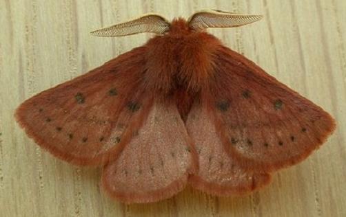 Anthela ferruginosa