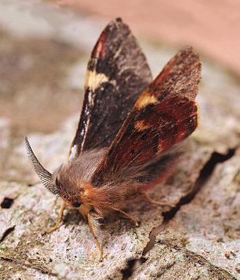 Nataxa flavescens