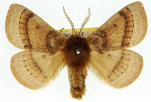 Anthela habroptila