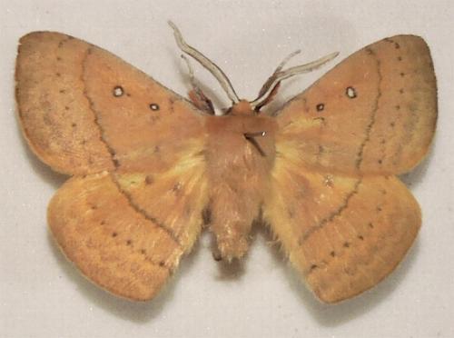 Anthela nicothoe